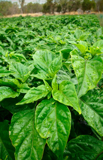 Firehorse Chilli Fields